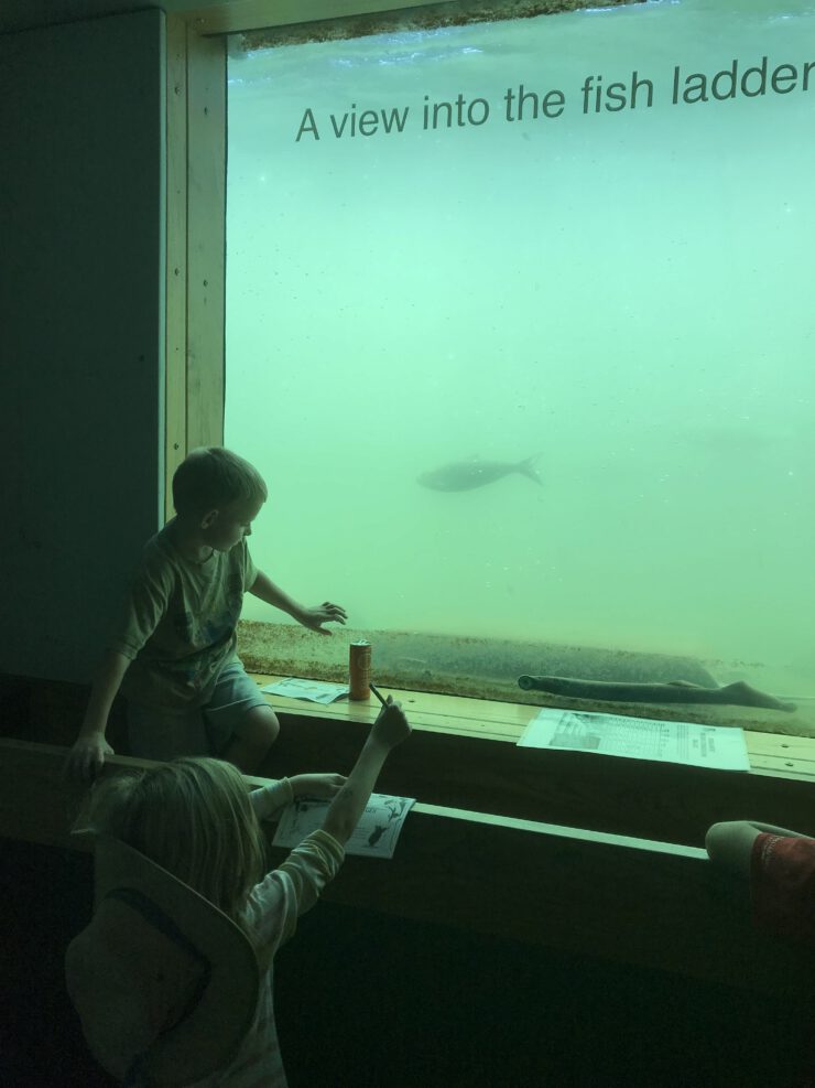 Fish ladder viewing station